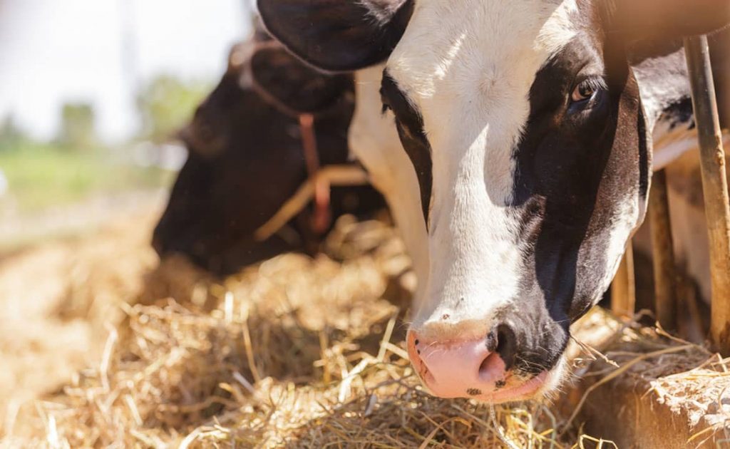 Leveraging Automation to Increase Milking Parlor Efficiency