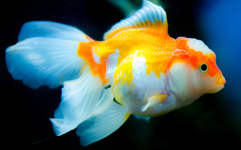 Goldfish Nutrition and Feeding